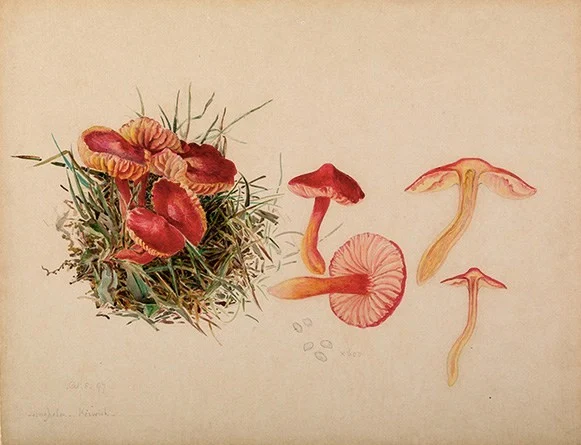 Watercolour studies of a fungus and its reproductive structures.