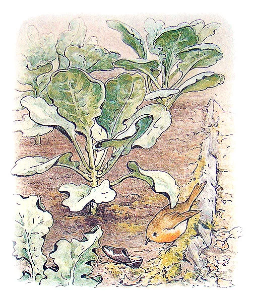 A robin beside Peter’s lost shoe, with cabbages fading into white paper.