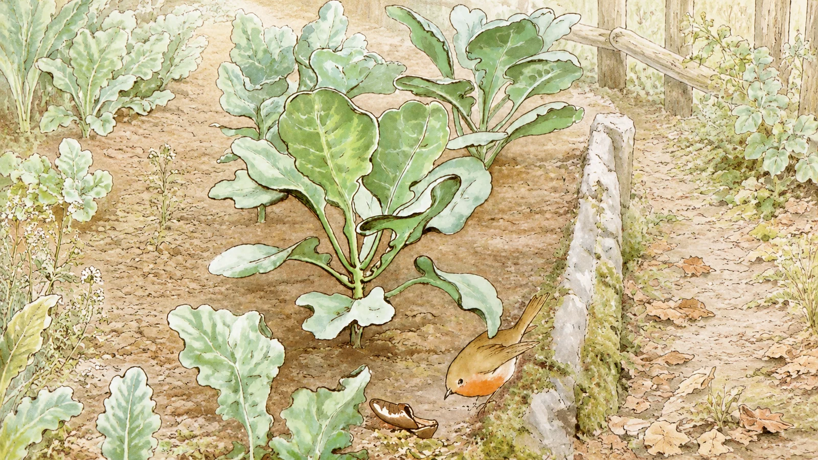 A wider garden with the robin and shoe, more cabbages, a path and a fence.